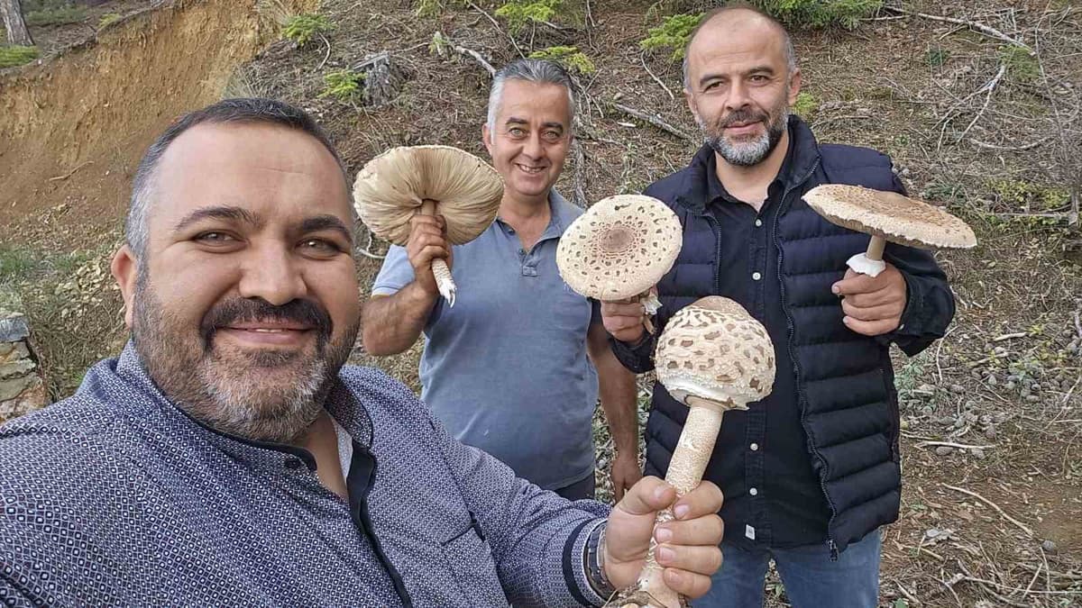 Beyşehir'de Dev Mantar Mesaisi: Motorlu Testereyle Hasat Edildi
