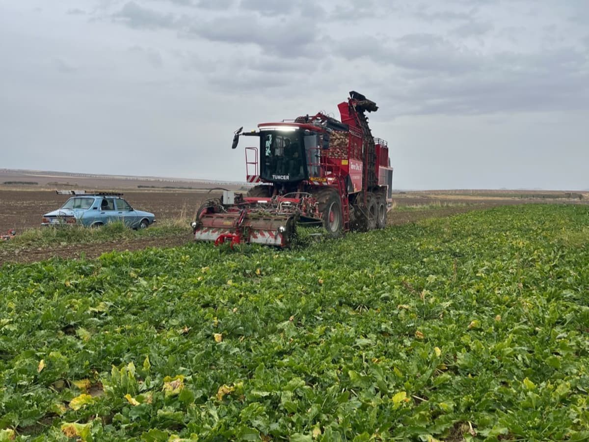 Kulu'da 12 Bin Dekarlık Alanda Şeker Pancarı Hasadı Başladı